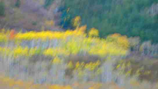 Aspen's Spectacular Fall Foliage