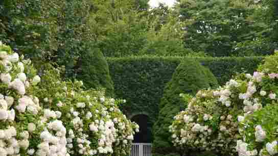 The Hamptons' Gorgeous Hedges